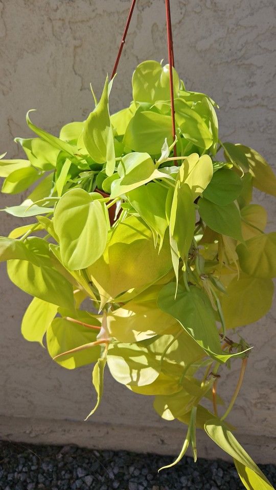 6" Philodendron 'Neon Cordatum' (B)