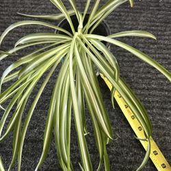 Spider Plant