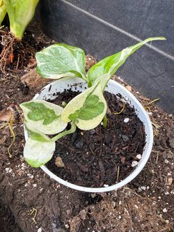 N’Joy Pothos