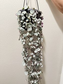 Houseplant String Of Heart Variegated 5”hanging Pot