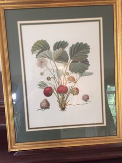 Framed picture- strawberry plant