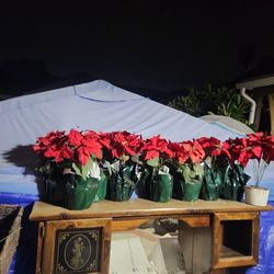 Fake Poinsentias.... 9  Of  Them  $2  Each Or All For 10