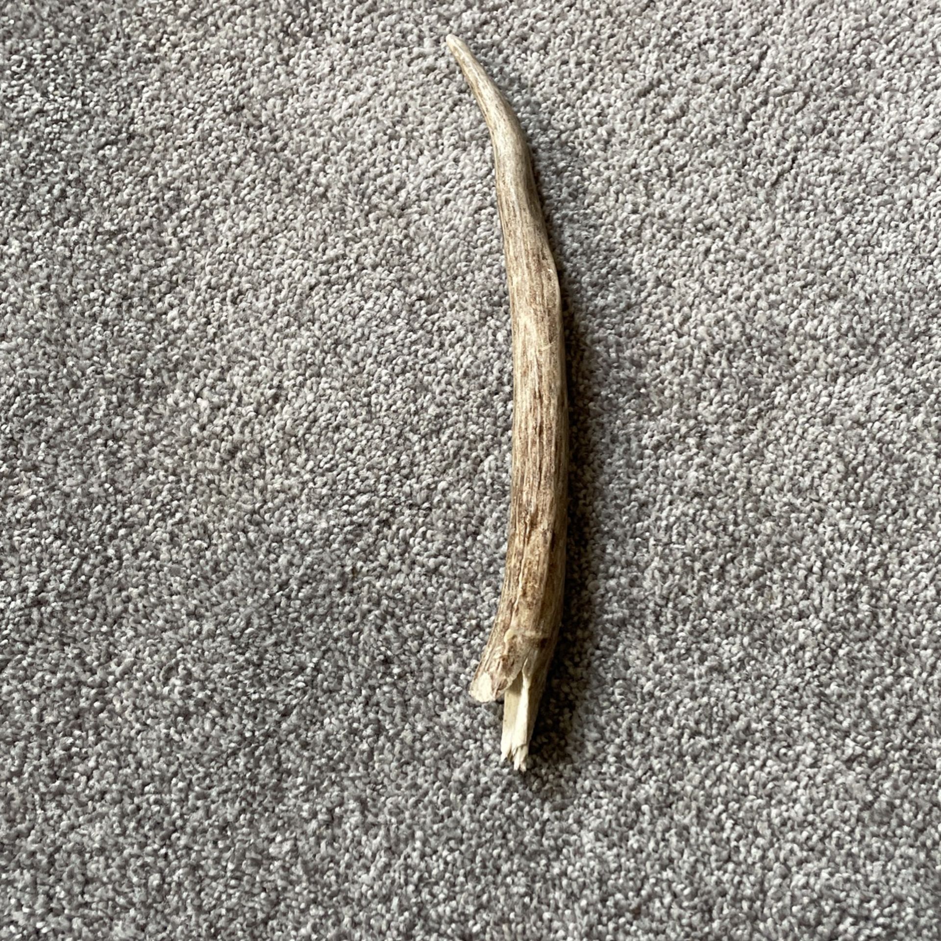 Whitetail Deer Antler Dog Chew