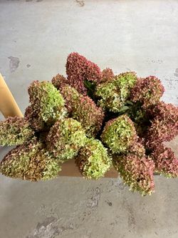 Hydrangea blooms