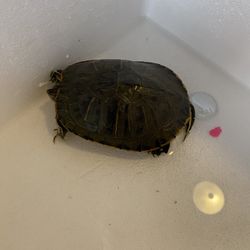 Turtle For Sale