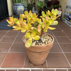 Sunset Jade Succulent 