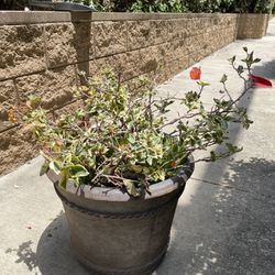 bougainvillea Plant With Pot And Succulents