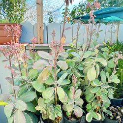 Blooming Kalanchoe fedtschenkoi variegata  -$10/each
