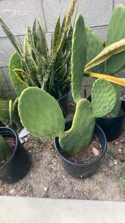 Nopales