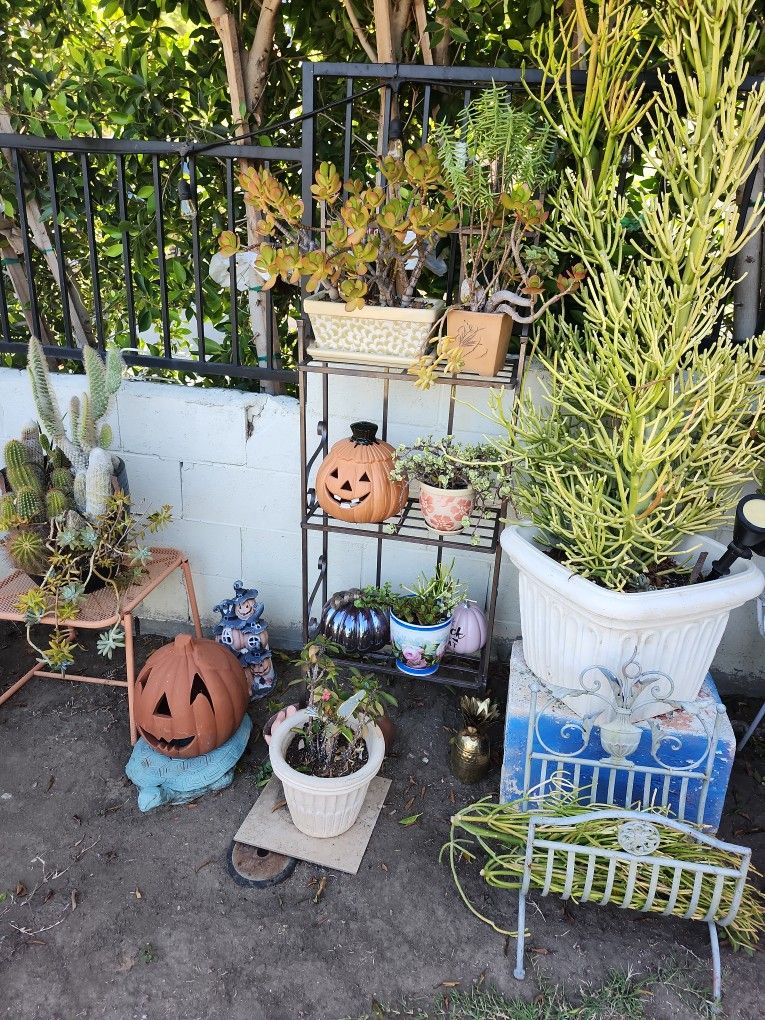 Plant Stands ☘️🌵🌵🌵