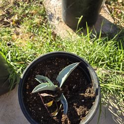 Agave PLANT 