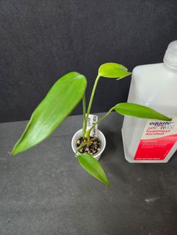 Monstera Burle Marx