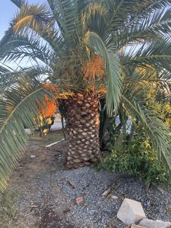 Canary Island, Palm