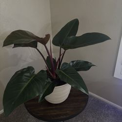 Beautiful Rojo Congo Philodendron Plant