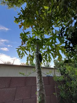 So many plants Papaya Tree