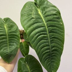Anthurium Vietchii Plant