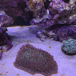 Hairy fuzzy mushroom coral reef
