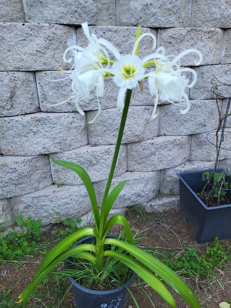 White Spider Lily Plant Five Gallon Pot