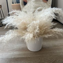 Pampas Small Plant About 7”