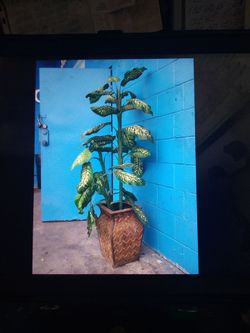 ARTIFICIAL PLANT 6FT