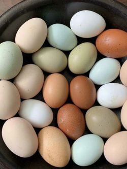Organic Eggs For Sale