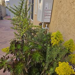 6ft succulant plant (7 plant verities)