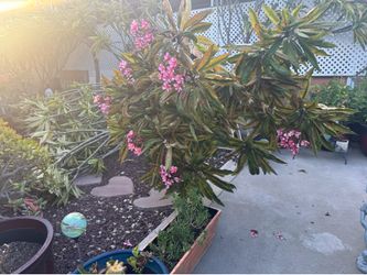 Pink plumeria