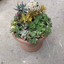 Succulent Variety In Plastic Pot 