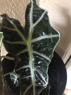 Beautiful leafy plant in a beautiful pot .