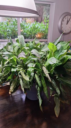 Large Spathiphyllum $25 Still Needs a Home!!
