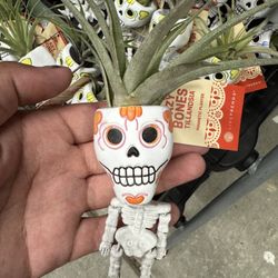 Tillandsia Plant In Skeleton 