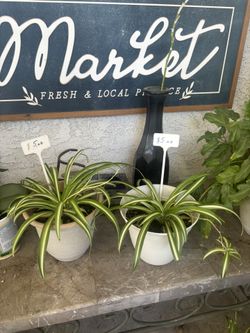 Spider Plants $5 Each ( Read Description)