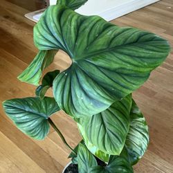Large Rare Philodendron Plowmanii Plant / Free Delivery Available 