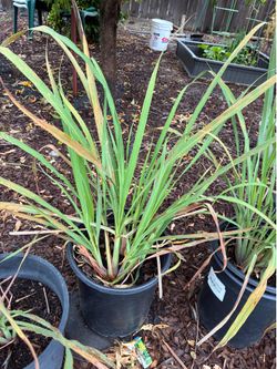 Lemongrass and golden berry