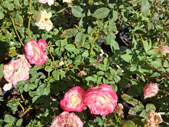 Rose plants.