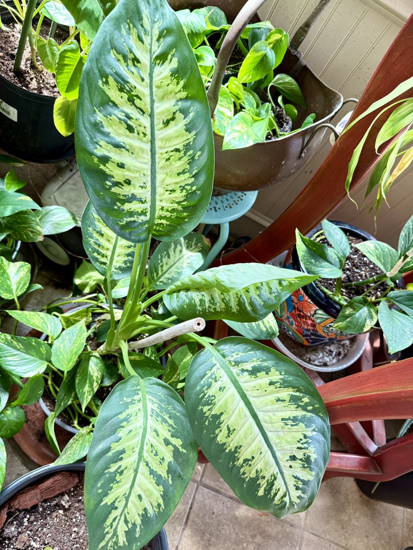 Large Dieffenbachia Plant For Sale