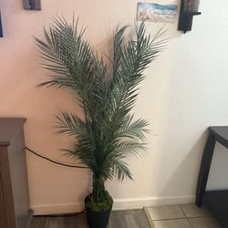 Palme Tree