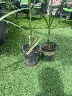 Sugar Cane plant 3’ Feet tall