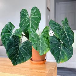 Philodendron Gloriosum