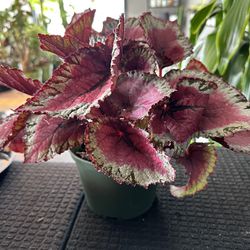 Begonia Rex Plant 