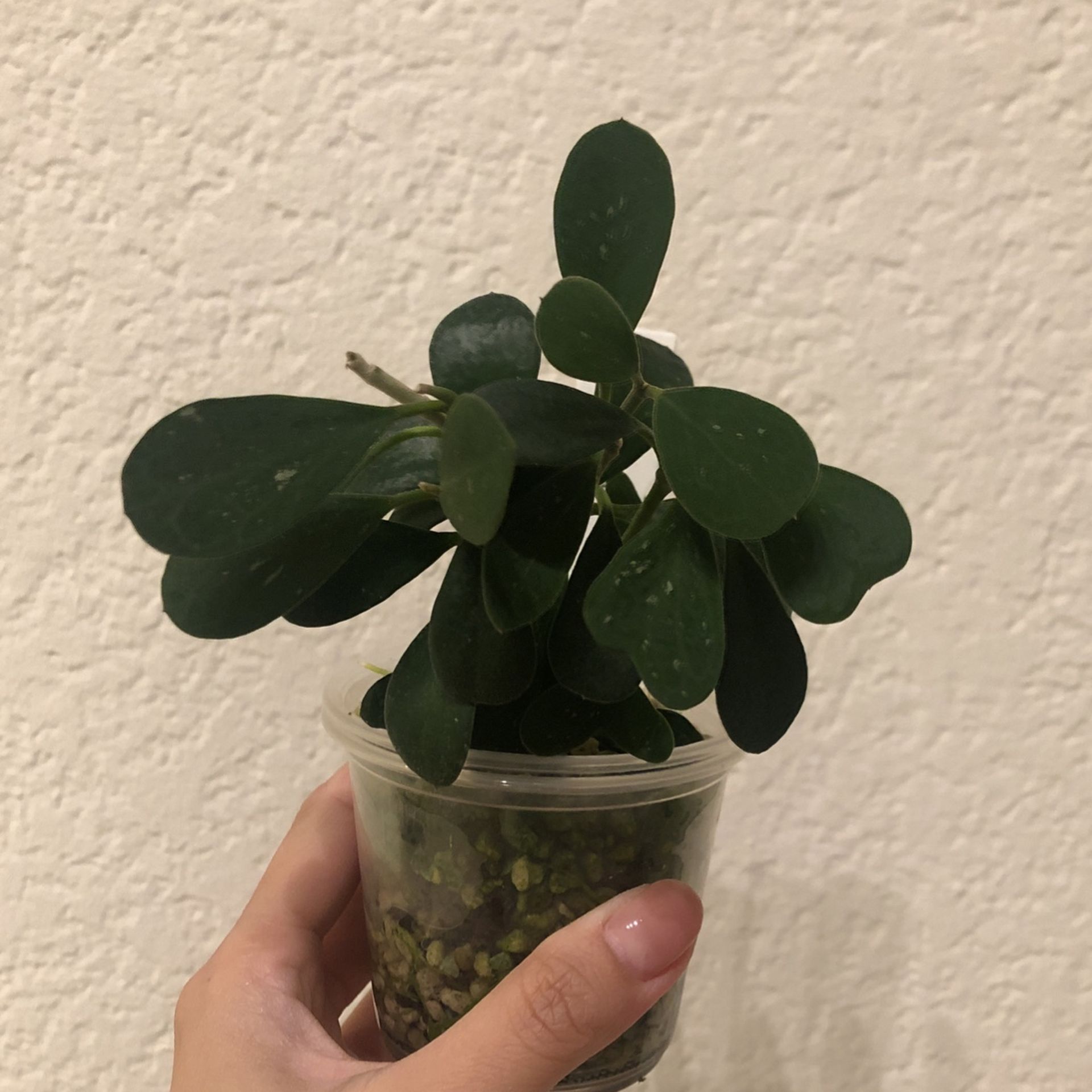 Hoya manipurensis - PENDING PICK UP