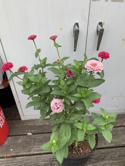 Outdoor Plant 