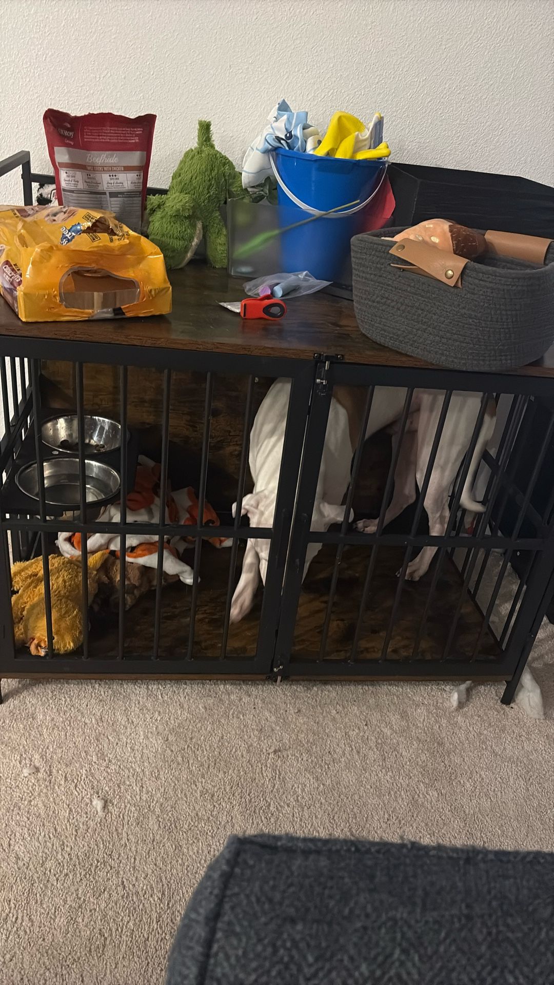Dog For Sale