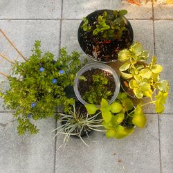 FREE TODAY! Mixed Lot of 6 Outdoor Plants