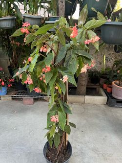 Angel Wing Begonia Plant