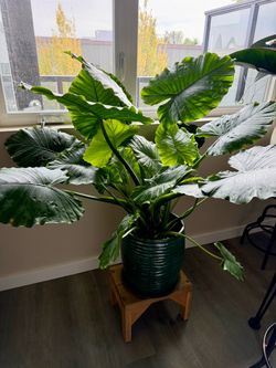 Large Elephant Ear Tropical Houseplant Plant with Pot