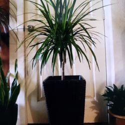 $39 Each Beautiful Plant 