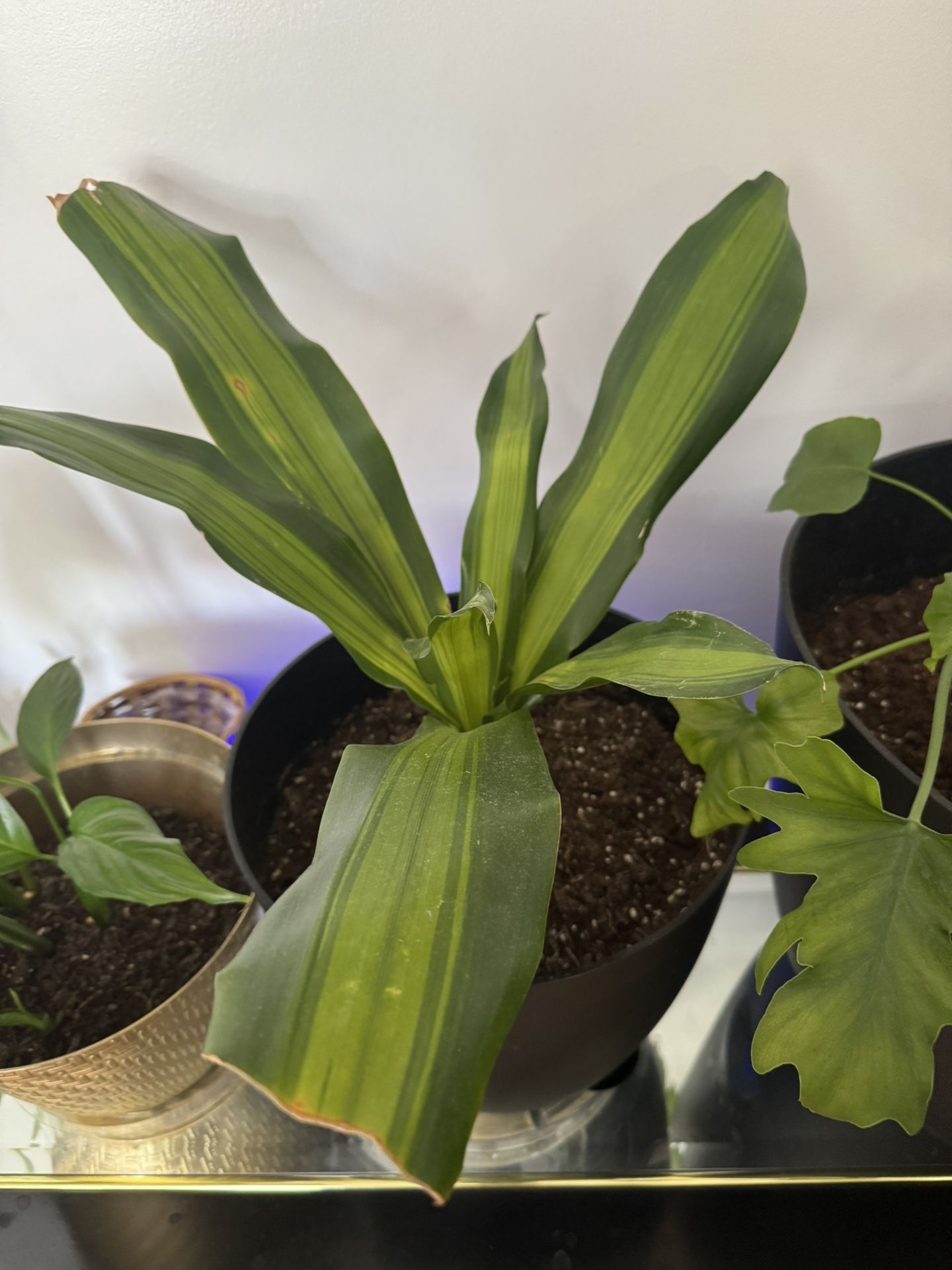 Dracaena ‘ Giganta’