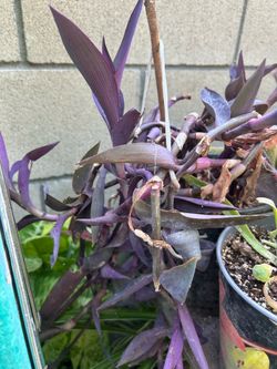Planta