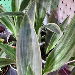 4” Pot Size: Sayuri Snake Plant Sansevieria ‘Metallica’; $15 Each